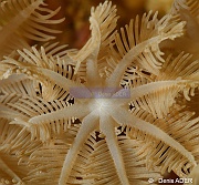 Clavularia sp-Moga Island Bopa 3-15m-20180529-Denis-ADER-DSC_1872_tn